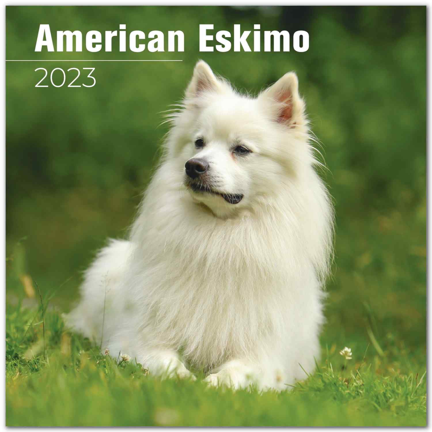 American Eskimo Calendar 2021-2022 - Dog Breed Monthly Wall Calendar - Made In USA - 12' x 24' (Open)