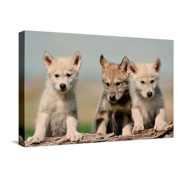 Art.com Wolf Pups Stretched Canvas Print Wall Art by Lantern Press, 24" x 16"
