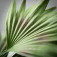 thumbnail image 2 of 15.5"H Sullivans Dusty Green Palm Bush, Green, 2 of 2
