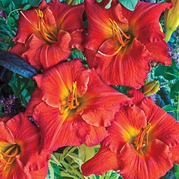 Direct Gardening Desert Flame Daylily Dormant Bare Root Red Flowering Starter Plant