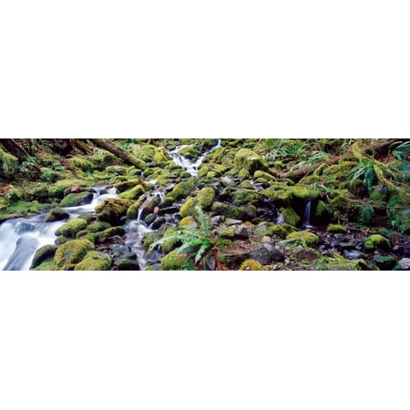- Waterfall in a forest Olympic National Park Olympic Peninsula Washington State USA Poster Print