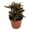 1 Plant, variant on Dragon Tongue Plant - 1 Live Starter Plant - Hemigraphis Repanda - Exotic Textured Decorative Foliage Tropical Houseplant