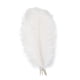 thumbnail image 2 of Observaciones para pedidos de compra: 10 piezas por paquete 45-50 varilla delgada pluma de avestruz puesta en escena pluma blanca boda decoración DIY plumas coloridas/avestruz ANGGREK Otros, 2 of 8