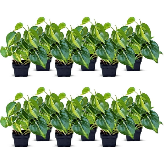 12 Pack Live Brazilian Philodendron Scandens Brazil, Indoor Trailing Potted Houseplant, Gardening Gift, Birthday Gift for Grandma, Live Wall, Office Plant in 3" Pot