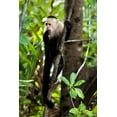 thumbnail image 2 of Malvin, Larry 11x14 White Modern Wood Framed Museum Art Print Titled - Capuchin Monkey II, 2 of 4