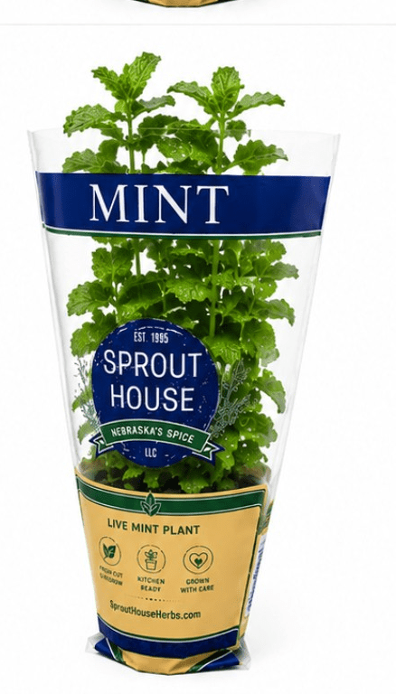 Fresh Potted Mint, 1 Each