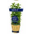 thumbnail image 6 of Fresh Potted Mint, 1 Each, 6 of 7