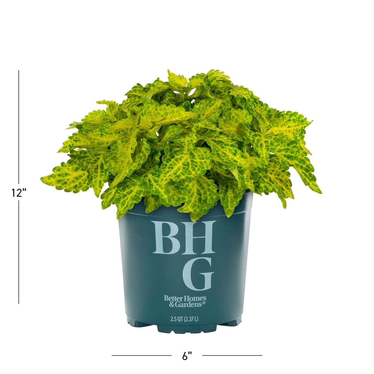 Better Homes & Gardens 2QT Green Coleus Live Annual Plant Shade 3-Pack