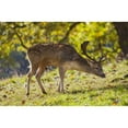 thumbnail image 2 of Posterazzi DPI1890842 A Deer with Antlers Grazing On The Grass - North Yorkshire, England Poster Print, 19 x 12, 2 of 4