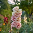 thumbnail image 3 of Chaters Double Hollyhock Seeds: Tall Vibrant Blooms (50 Seeds), 3 of 5