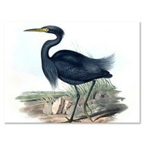 Designart ' Ancient Australian Birds III ' Traditional Canvas Wall Art Print