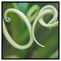 PTM Images,Yellow Squares