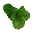 thumbnail image 3 of Planta pandurata, 3 of 3