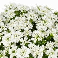 thumbnail image 3 of Expert Gardener 1QT White Iberis Live Perennial Plant Sun 5-Pack, 3 of 6