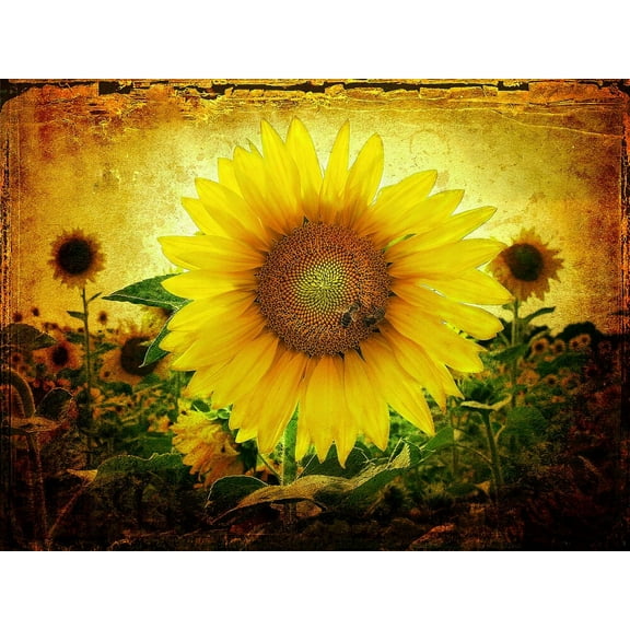 Sunflowers - CANVAS OR FINE PRINT WALL ART