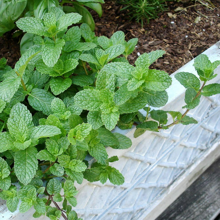 Growing Mint Plants  How to Grow Mint & Mint Plant Care – Bonnie
