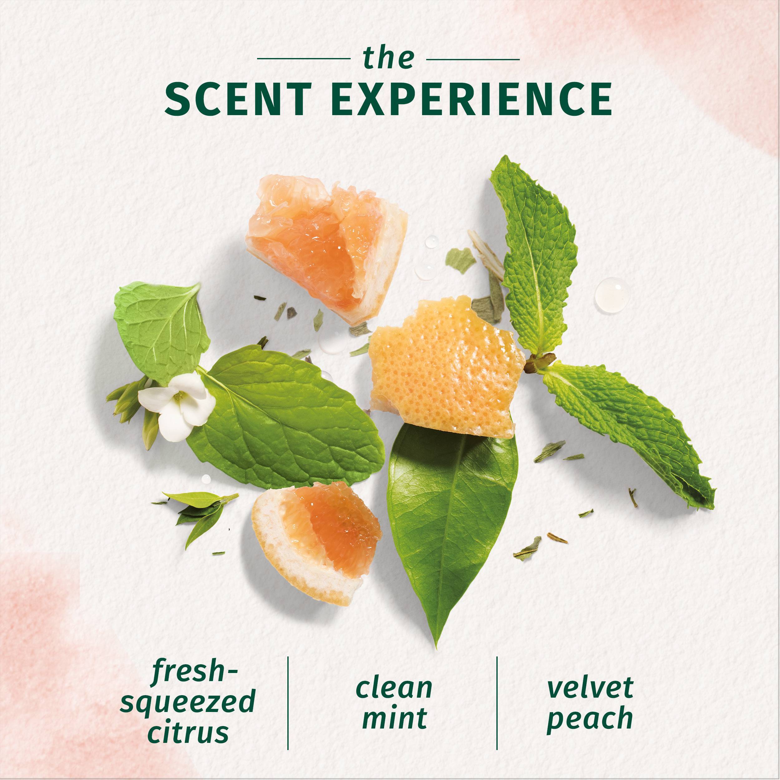 Herbal Essences Bio:Renew White Grapefruit & Mosa Mint Shampoo and Conditioner Set, 20.2 fl oz Each - image 2 of 6