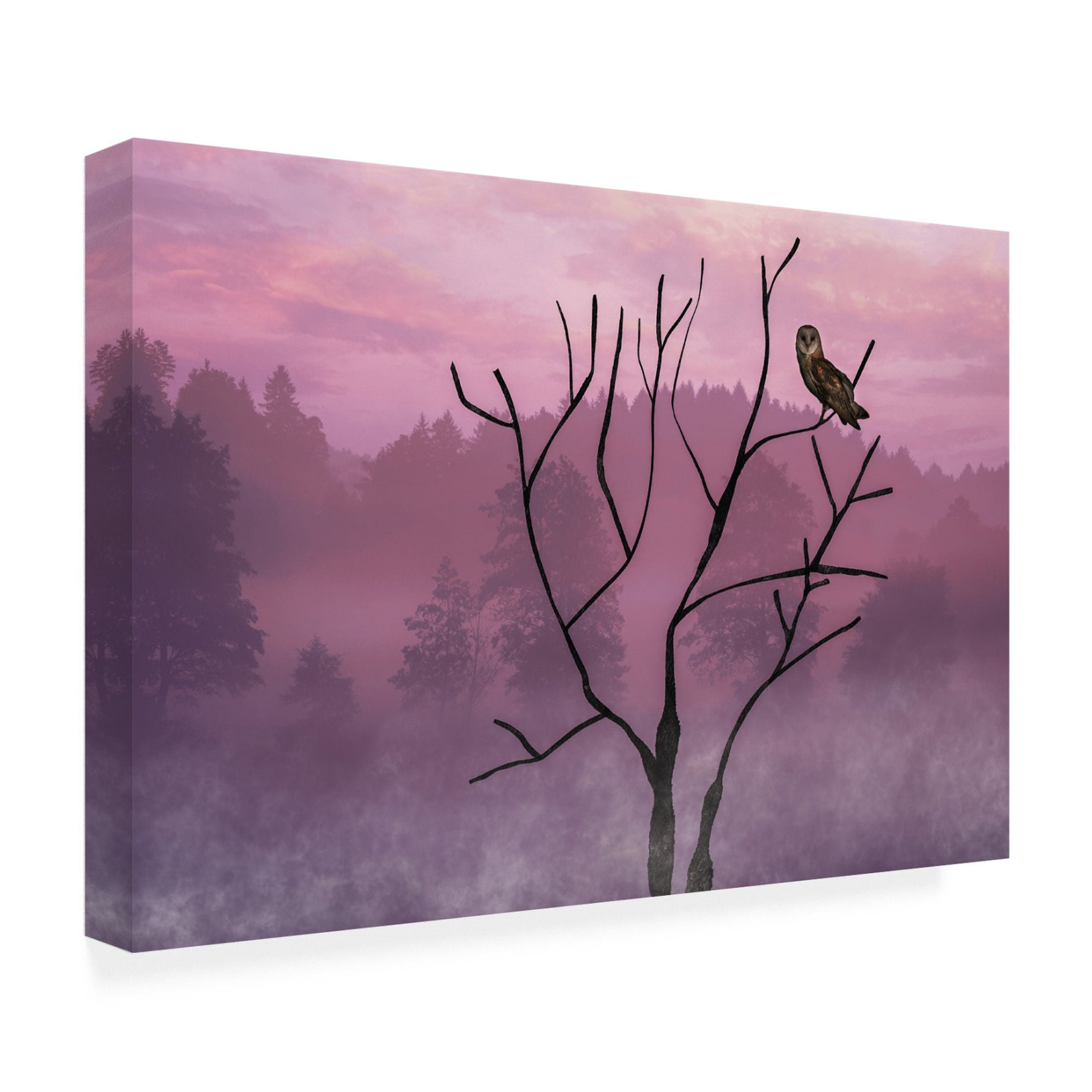 Trademark Fine Art Barbara A Fletcher Pink Sky in the Morning Canvas Wall Art