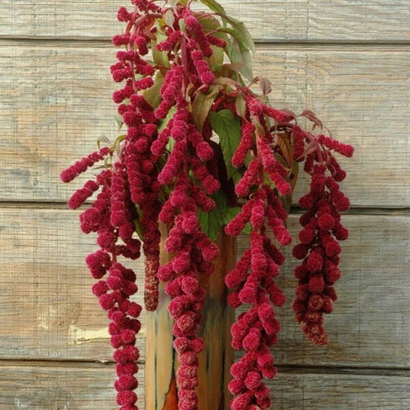 Amaranthus Dreadlocks Organic Seed
