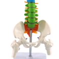 thumbnail image 4 of 45Cm with Pelvic Human Anatomical Anatomy Spine Spinal Column Model Teaching Resources for Students, 4 of 6