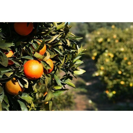 Canvas Print Fruits Citrus Andalucia Spain Tree Orange Food Stretched Canvas 10 x