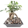thumbnail image 6 of Bonsai Soil All Purpose Mix | Fast Draining Pre Blend (2 Quart Bag) Plant | Pumice, Lava, Calcined Clay and Pine Bark ● Potting Pre Mixed Bonsai Plant Soil Mixture By General, 6 of 9