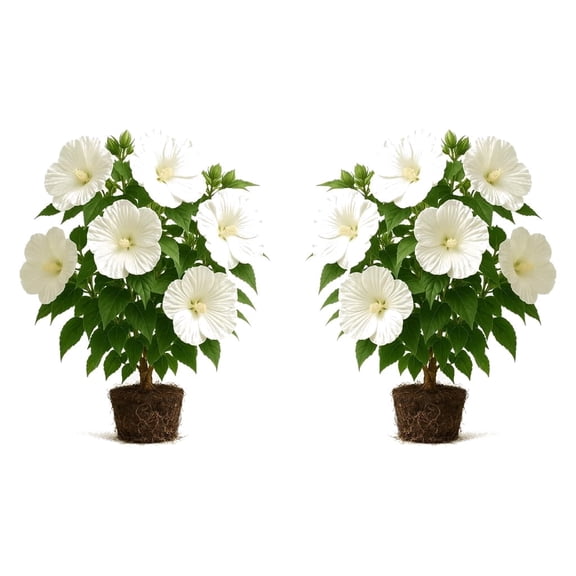 Hardy Hibiscus Luna White Starter Plants, Set of 2, Full Sun, USDA Zones 4-9, Ships Bare Root, No Pot