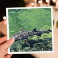 thumbnail image 7 of 3drose, White-tipped Reef Shark,triaenodon Obesus,punta Moreno Isabela Island Galapagos, 12 Greeting Cards with Envelopes, 7 of 7