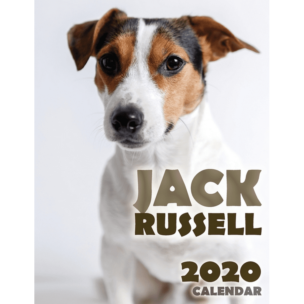 Jack Russell 2020 Calendar (Paperback)
