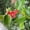 Red, variant on Green Plant Shaping Tool, Adjustable Angle Gardening Elbow Pipe Clamp, Plant Support for Vegetable, Flower, and Garden Plant Care