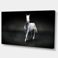 thumbnail image 2 of Cheval Noir Isolé sur Noir - Impression sur Toile Animal, 2 of 3