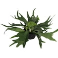 thumbnail image 2 of Staghorn Fern - Platycerium biforcatum - Exotic Houseplant - 6" Pot, 2 of 2