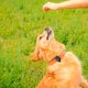 thumbnail image 5 of Dispositivo de seguimiento de registro de ubicación antipérdida de hueso de silicona para perro con cubierta de rastreador de mascotas Hugtrwg Para estrenar, 5 of 7