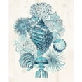 thumbnail image 2 of Vess, June Erica 12x14 Black Ornate Wood Framed with Double Matting Museum Art Print Titled - Coastal Melange II, 2 of 4