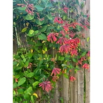 5 Trumpet Honeysuckle (Lonicera sempervirens) Seeds