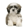 thumbnail image 2 of Shih Tzu Puppy 9 Wall Mural by Wallmonkeys Peel and Stick Graphic (24 in H x 17 in W) WM237791, 2 of 4