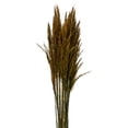 thumbnail image 2 of Vickerman 36" Aspen Gold Plume Reed Bundle (15-20 stems), Preserved, 2 of 4