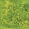 thumbnail image 4 of Colorations Paraben-Free Washable Confetti Paint - Lime Green, 16oz, 4 of 6