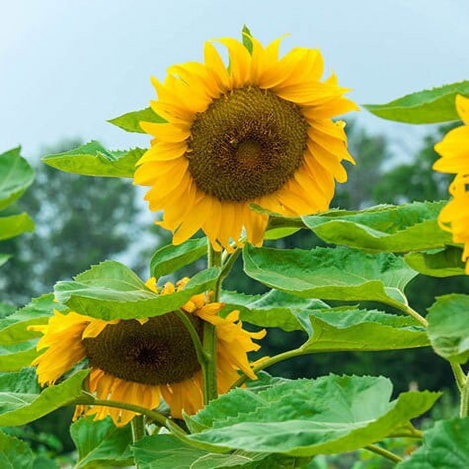 25+ Seeds| Royal Hybrid 1121 Sunflower Seed #E012-Authentic