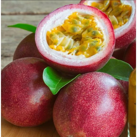 Live Red Rover Passion Fruit Vine Passiflora Edulis Passionvine Plant 4-6 Inch Tall