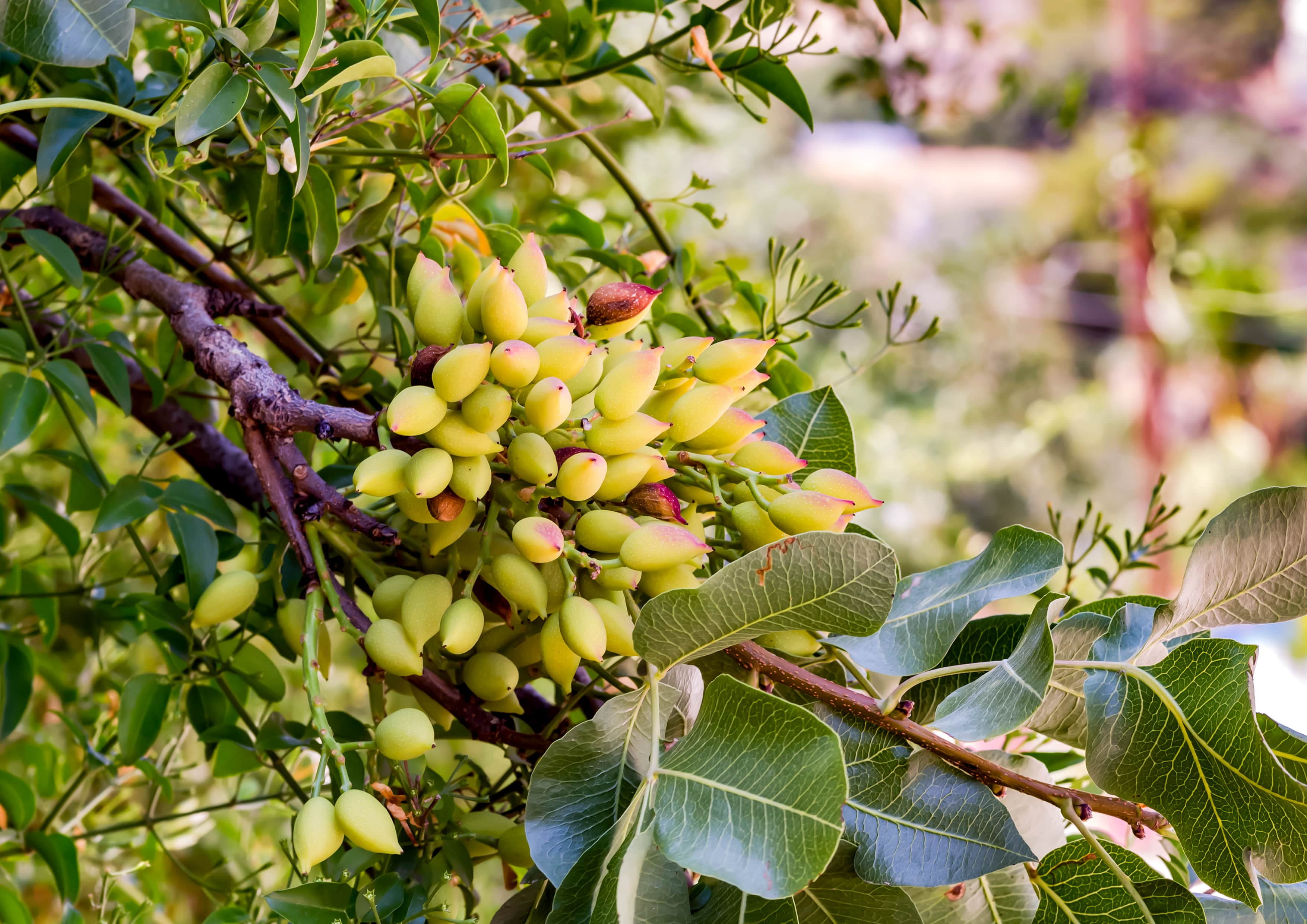 Dry Roasted Pistachio Whole Kernels, 2 Pounds — Vegan — by Food to Live