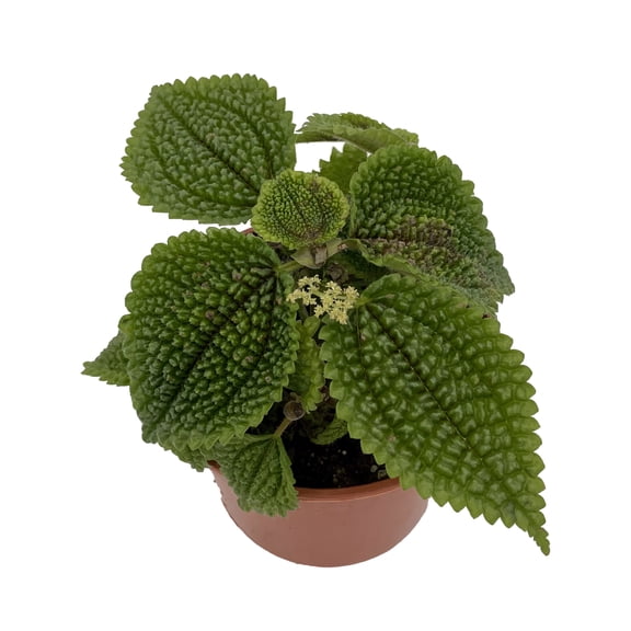Moon Valley Pilea Plant - Vibrant & Unique Houseplant - 4" Pot
