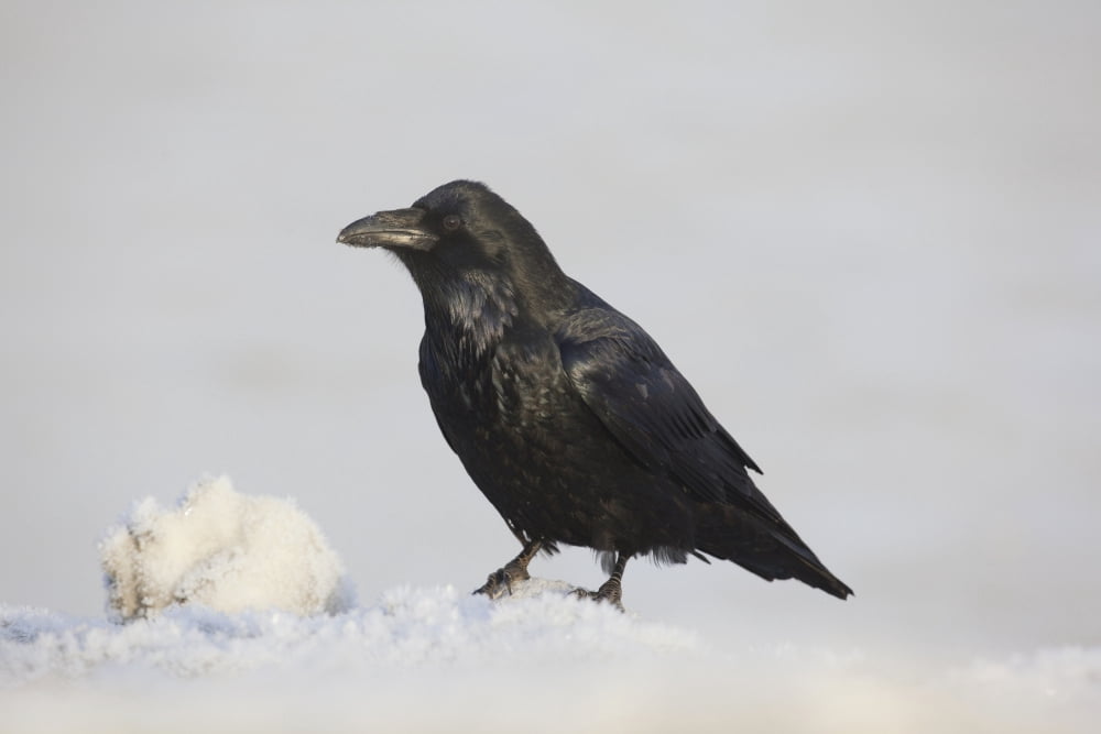 A Raven Perched On