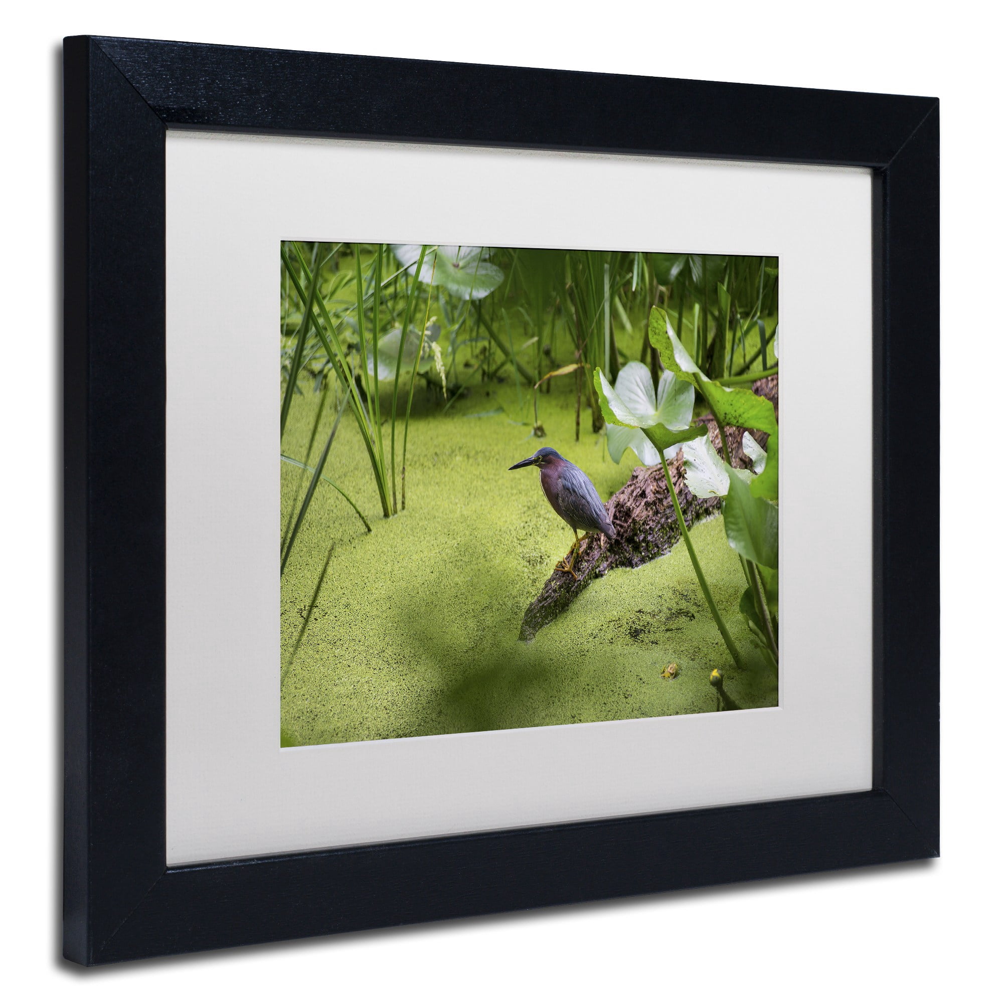 Trademark Fine Art "Green Heron" Canvas Art by Kurt Shaffer, White Matte, Black Frame