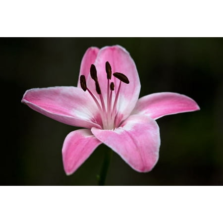 Pink Lily I, Fine Art Photograph By: Rita Crane; One 36x24in Fine Art Paper Giclee