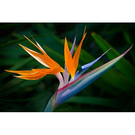 HAWAIIAN Bird of Paradise Seeds -