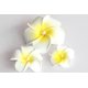 thumbnail image 5 of Pasamontañas con pinza para el pelo de espuma para mujer, 3 uds., hawaiana, flor de Plumeria blanca, para playa ER, 5 of 5