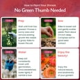 thumbnail image 3 of Created By Nature, Zinnia Dahlia Wildflower Seed Mix, Red, Pink, Orange, Yellow, Purple, and White Annual Flower Seeds, 2,125 Wildflower Seeds Bulk for Pollinator Gardens (Zinnia elegans), 3 of 6