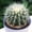 A, variant on Live hybrid  Echinopsis Cactus Plant, Easy Care Flowering Succulent