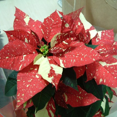 thumbnail image 5 of Red White Poinsettia Flower, Red Poinsettia for Christmas Tree, 4 Inch for Indoor Outdoor Garden, 5 of 5